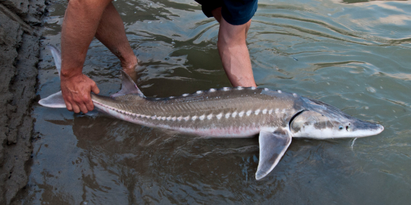 Rúisis Sturgeon