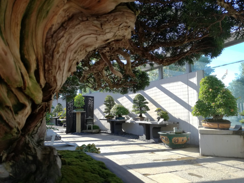 Crespi Bonsai Múzeum