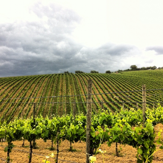 Cantine Mastroberardino