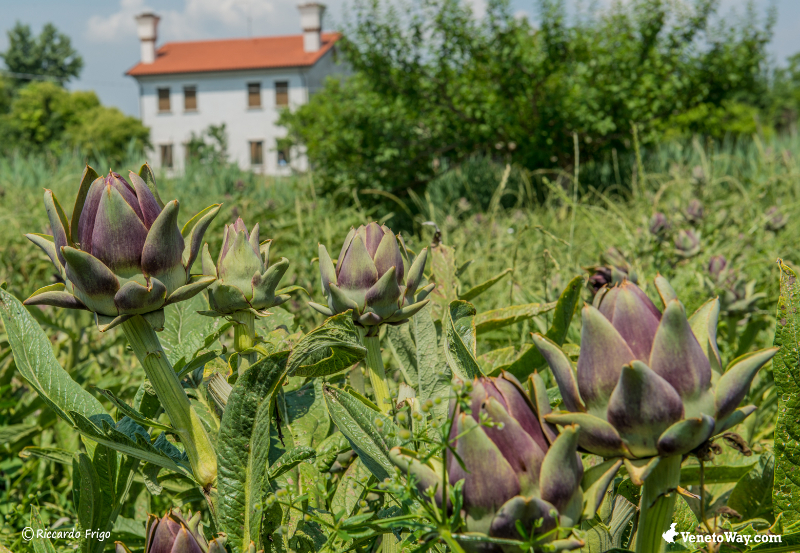 Artichoke dari Sant'erasmo