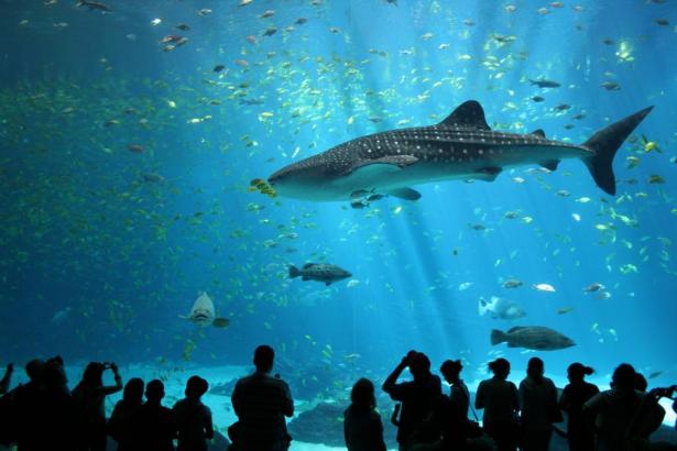 温哥华水族馆