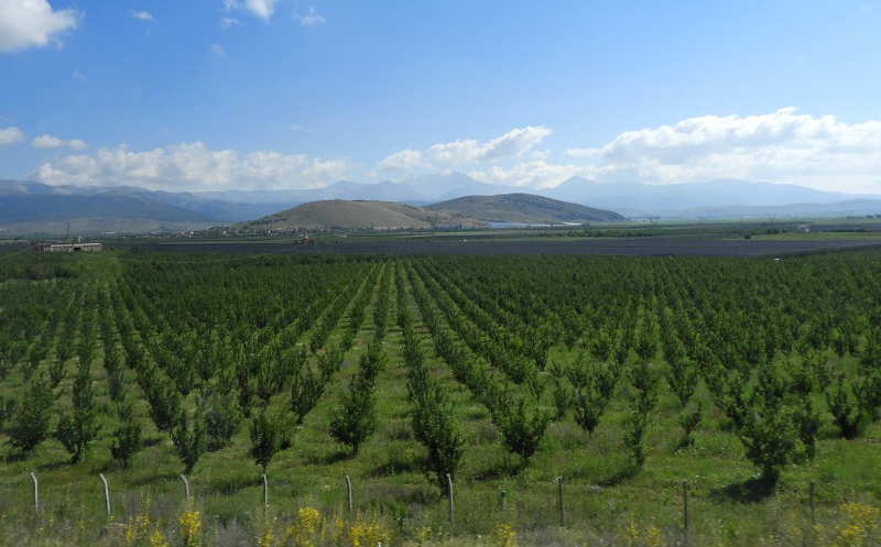 Manzanas de pavo