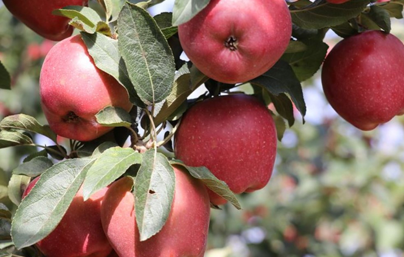 Manzanas de pavo