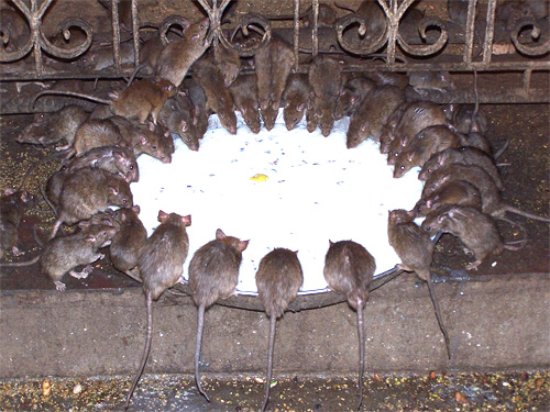 Templo de Karni Mata