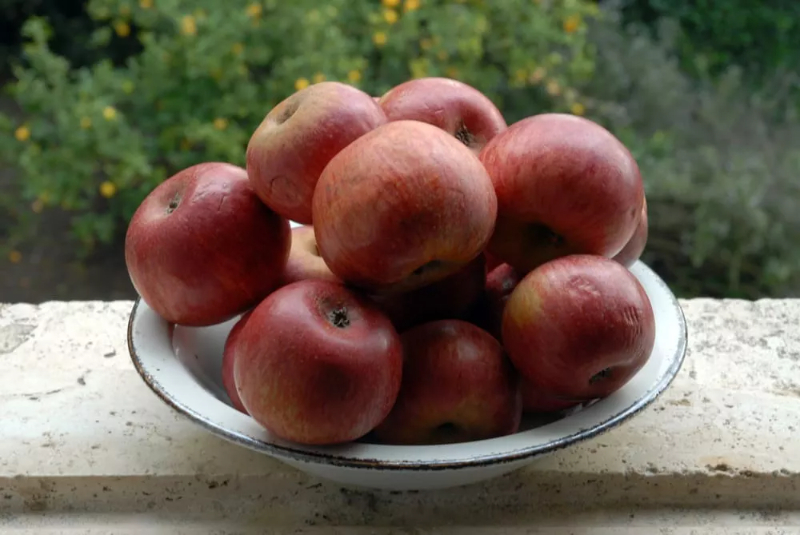 Annurca Apple, az alma királynője