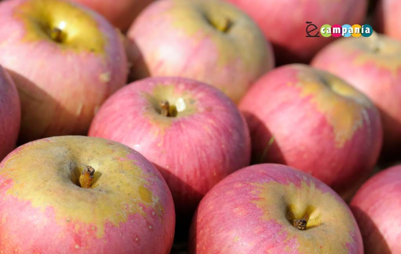 Annurca Apple, az alma királynője